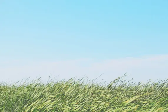 Ted Bingo Casino Support